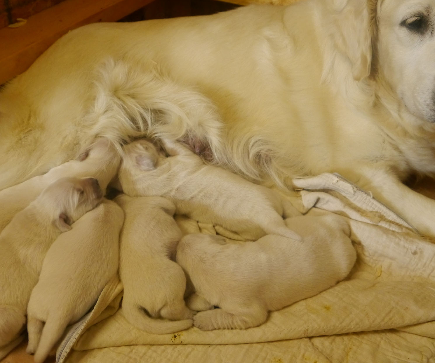 English Creme Golden Retriever Puppies